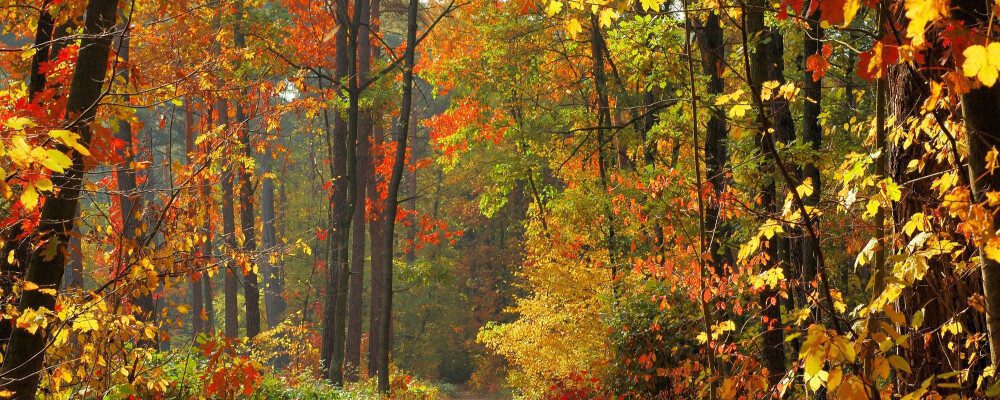 fall turning color of leaves in forest
