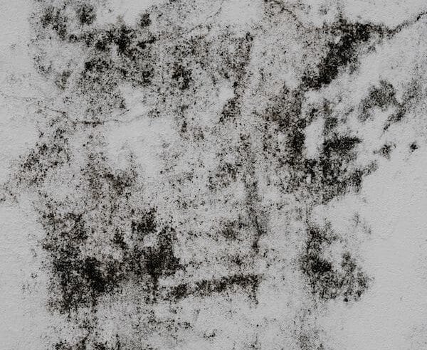mold